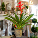 Bromeliad Plant