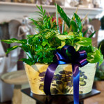 Dish Garden Plant