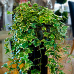 Ivy Plant