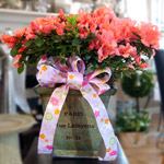 Azalea Plant