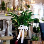 Peace Lily Plant